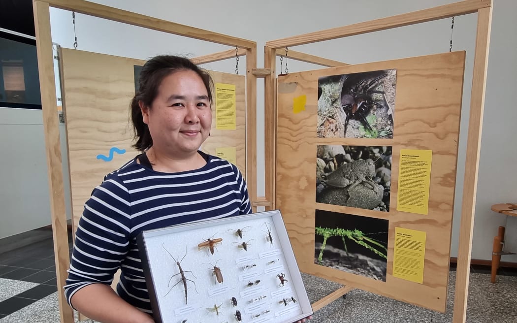 Otago Museum Natural Science collection manager On Lee Lau with the summer of bugs display at the museum.