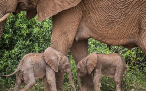 Rare elephant twins are seen after they were born to the Winds II elephant family at the Samburu National Reserve, Kenya.