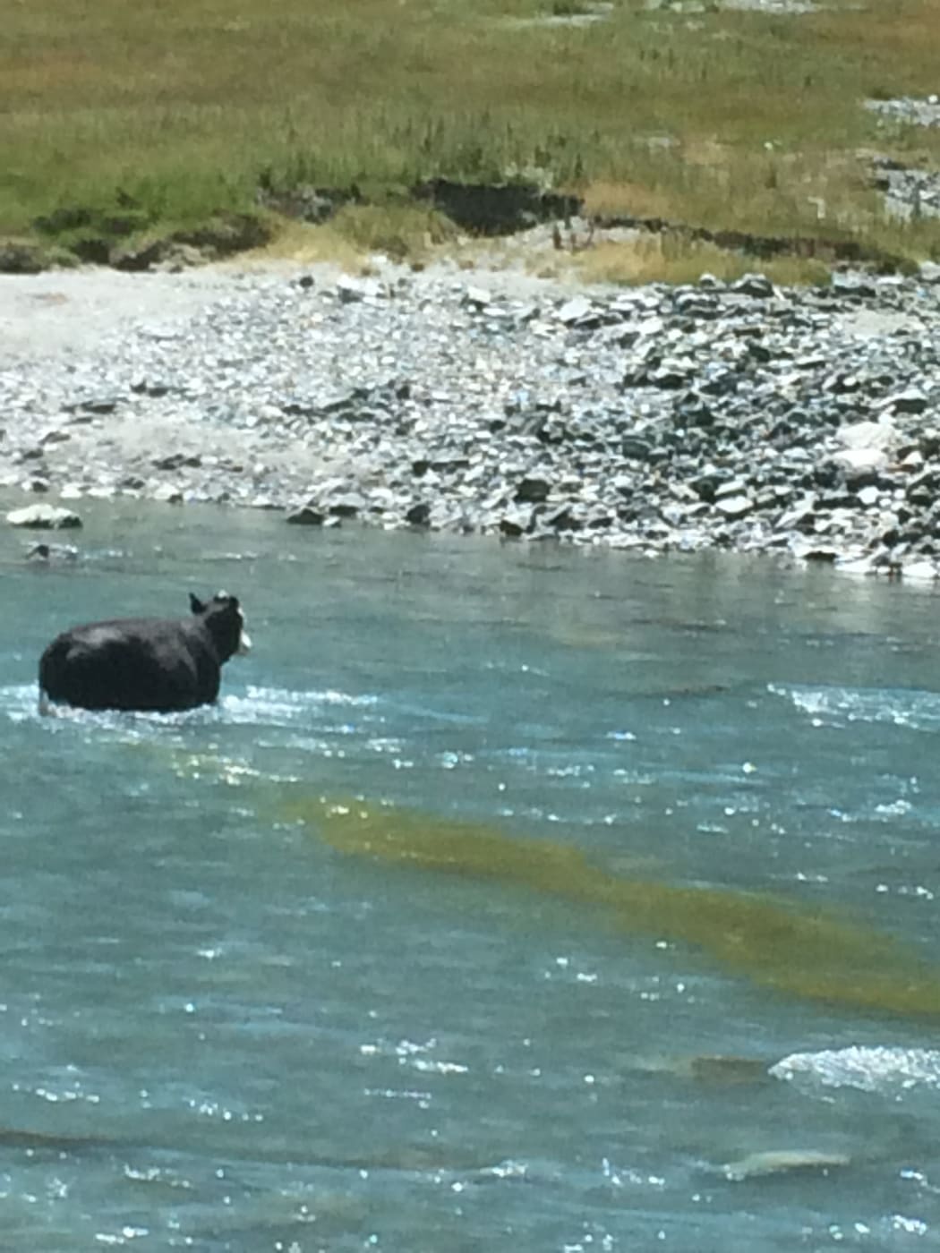 Cattle in Matukituki Valley