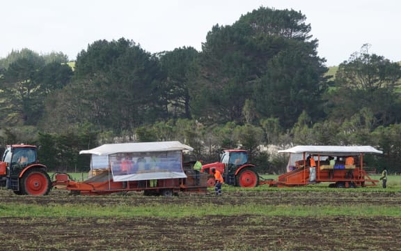Harvesting crews gather the last of Doug Nilsson's 2024 crop at his farm on the outskirts of Dargaville