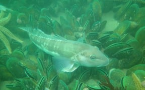 Cod fish swimming past mussel bed at top of South Island.