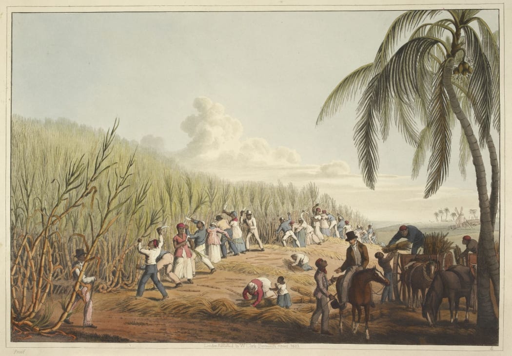 Slaves cut sugar cane on the Caribbean island of Antigua in this 1823 illustration by William Clark.