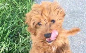 Children distraught after puppy stolen from outside burger shop