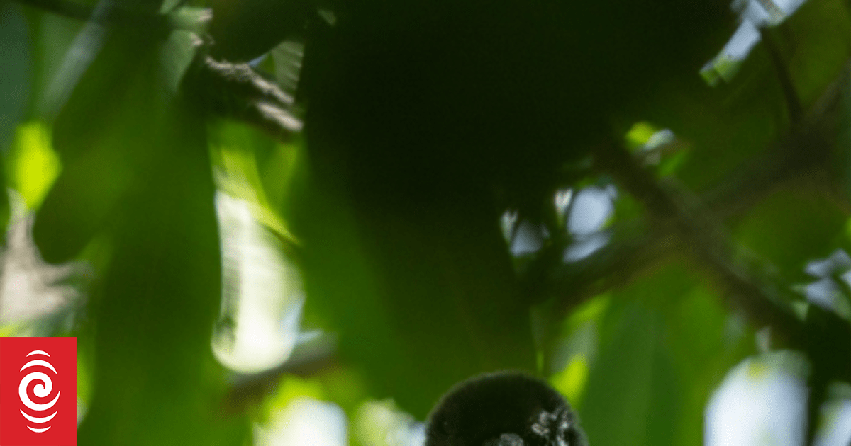 23 endangered Mariana crows released into the wild | RNZ News