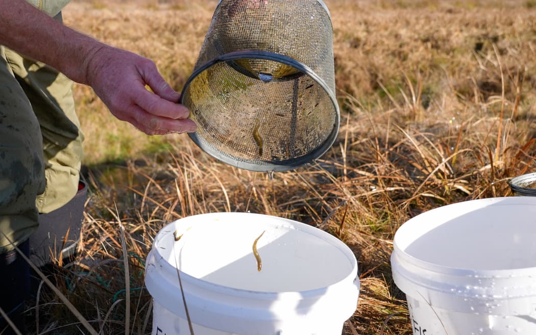 A person tips a mesh bucket-shaped trap above a white plastic bucket, dropping a small brown fish into the white bucket. Only the person's hands and legs (in dark khaki pants) are visible. The background is brown tussock.
