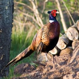 Photo for Common pheasant