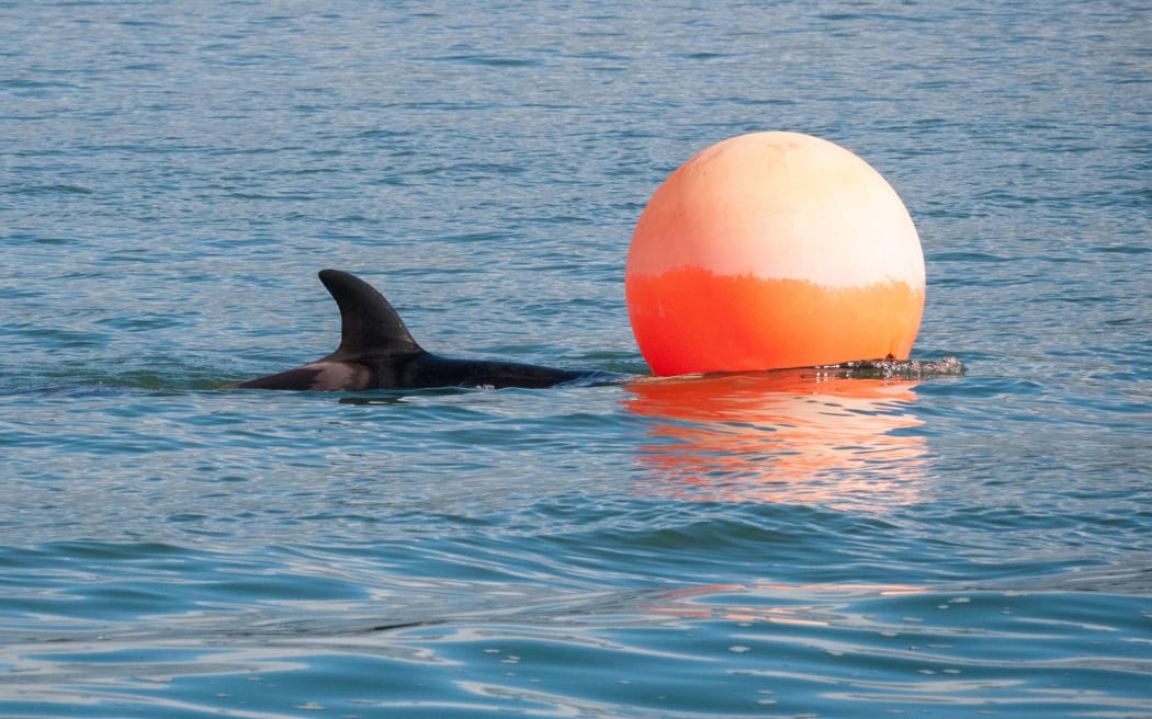 An orca calf separated from its pod swims in Tauranga Harbour.