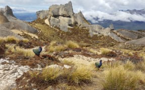 Dore and Tauhou, a pair of young takahe, explore their new home after being released on Tors Ridge in Fiordland's Murchison Mountains.