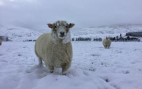 A woolly coat is an advantage today in Fairlight, Southland. Snow in Southland 6 June 2018