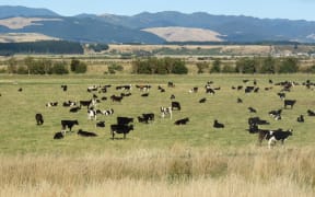 Some of the cows grazing on Cameron Family Farms.