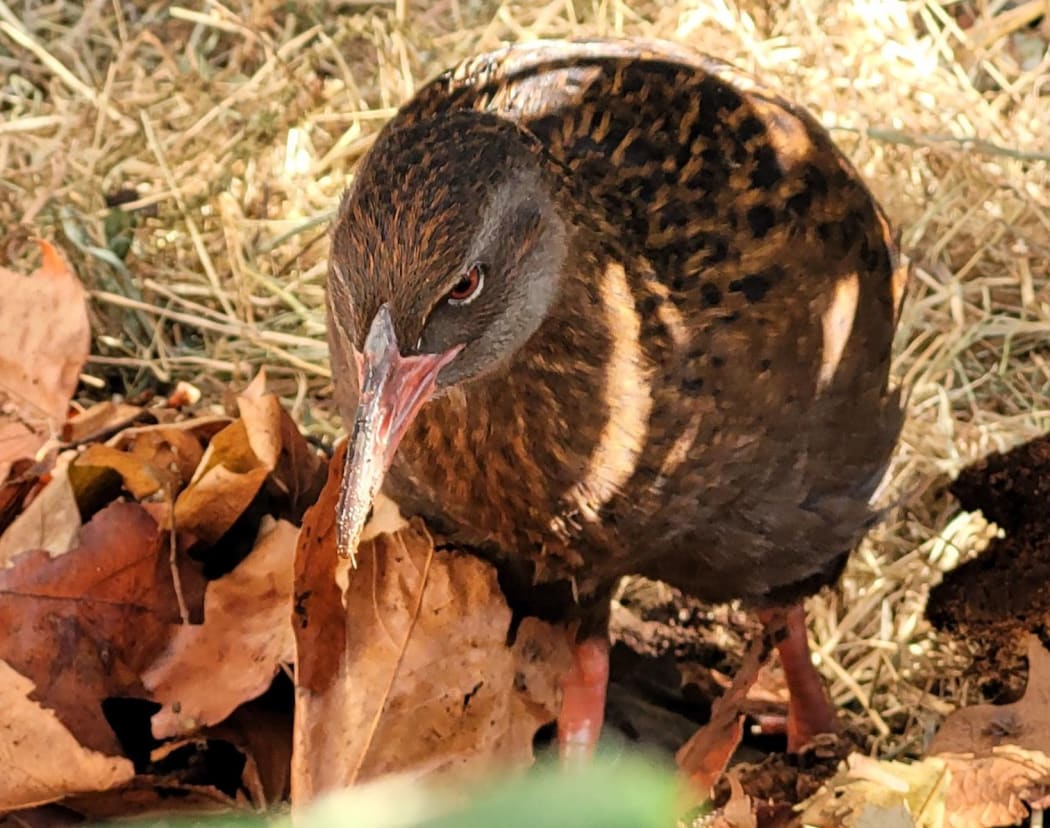The Department of Conservation took the weka to Brooklands Zoo.