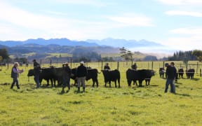 A Te Mania Angus Bull
