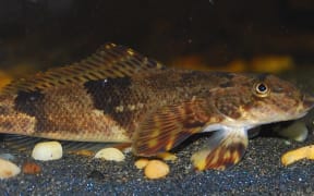 The Torrentfish