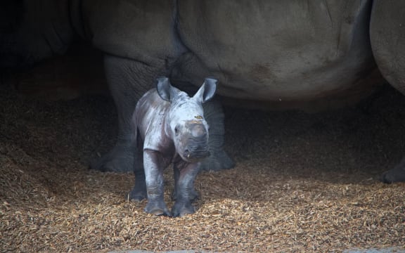 Auckland Zoo's new baby rhinoceros.