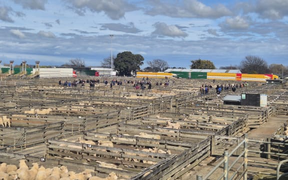 More than 50,000 cattle and 450,000 sheep are auctioned off annually at the Feilding saleyards.