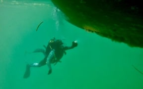 Boat hull marine pest check in Houhora Harbour just before Christmas - part way through Northland's 2019/2020 summer inspections