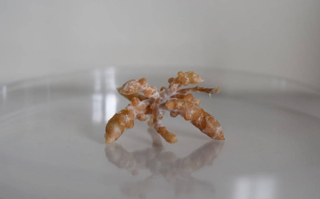 A tan coloured bundle of tiny knobbly roots in the shape of a star, covered with a thin film of white fungi.