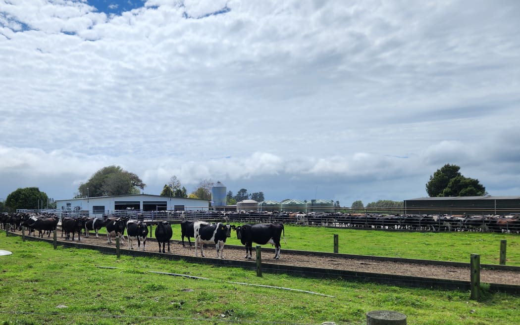 Dairy cows make their way to and from the dairy shed on a Taranaki dairy farm