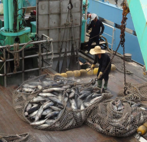 Tuna transshipment in Majuro, shown in this file photo, is down 60 percent in 2020