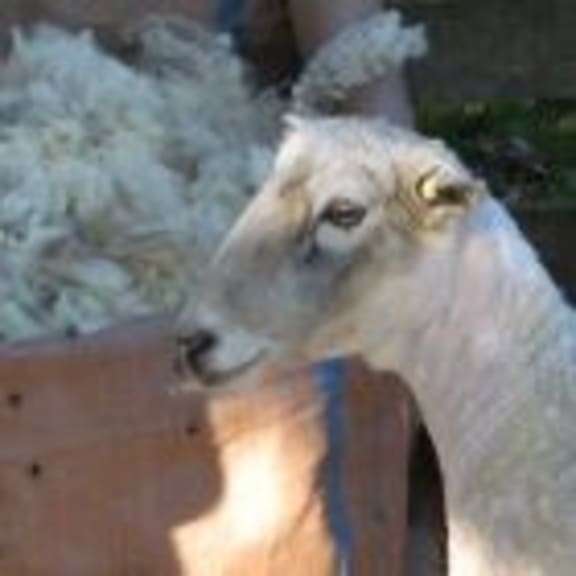 Photo for Stories from the shearing sheds