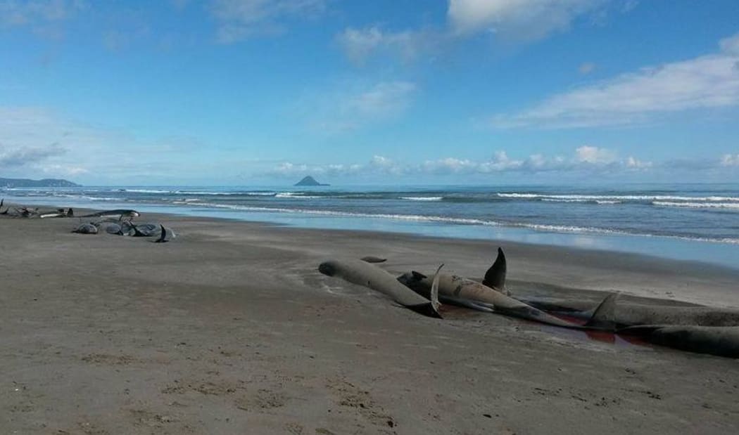 Pilot whales died on the coast near Opotiki after stranding again.