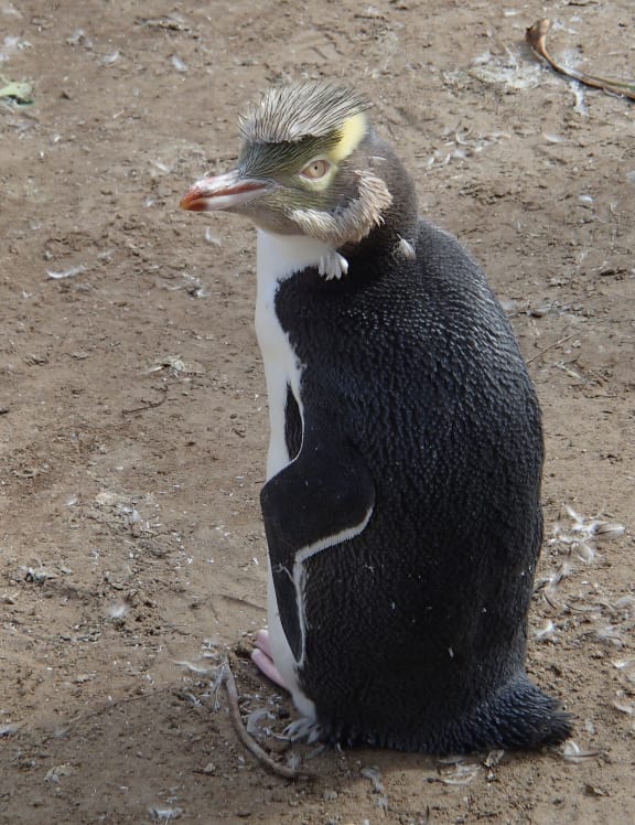 Yellow-eyed penguin with just a few old feathers around its neck
