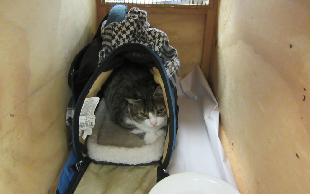 The smuggled cat, shortly before its return to Canada.
