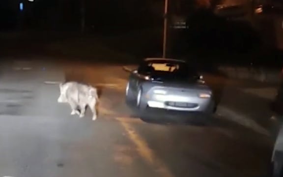 The wild pig running free on the streets of Dunedin.