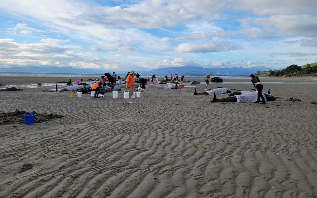 Whales stranded at Puponga Beach near Pakawau, Golden Bay.