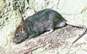 A lone Norway Rat on Motutapu Island has been tracked, and is believed to have been successfully eliminated by conservation teams, DOC said, in October 2024.