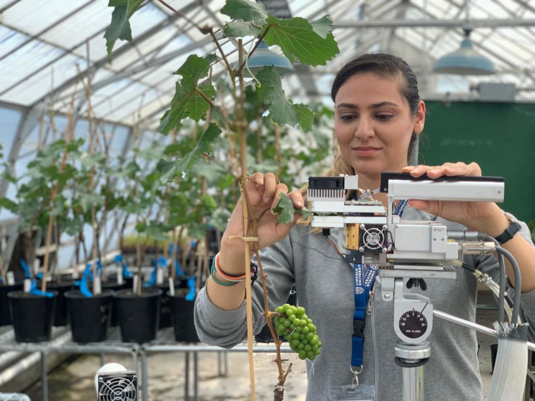 A photo of Minoo Mohajer at work in the glasshouse