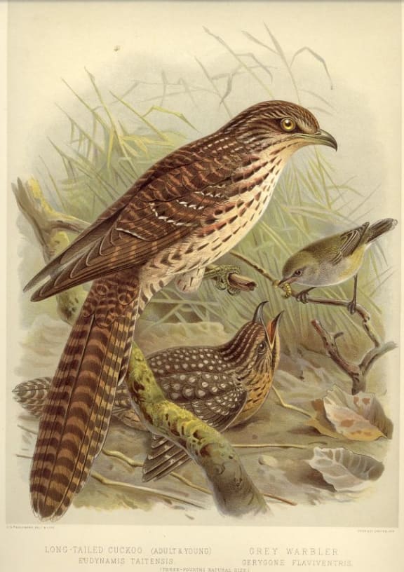 Long-tailed Cuckoo (adult and young) with Grey Warbler