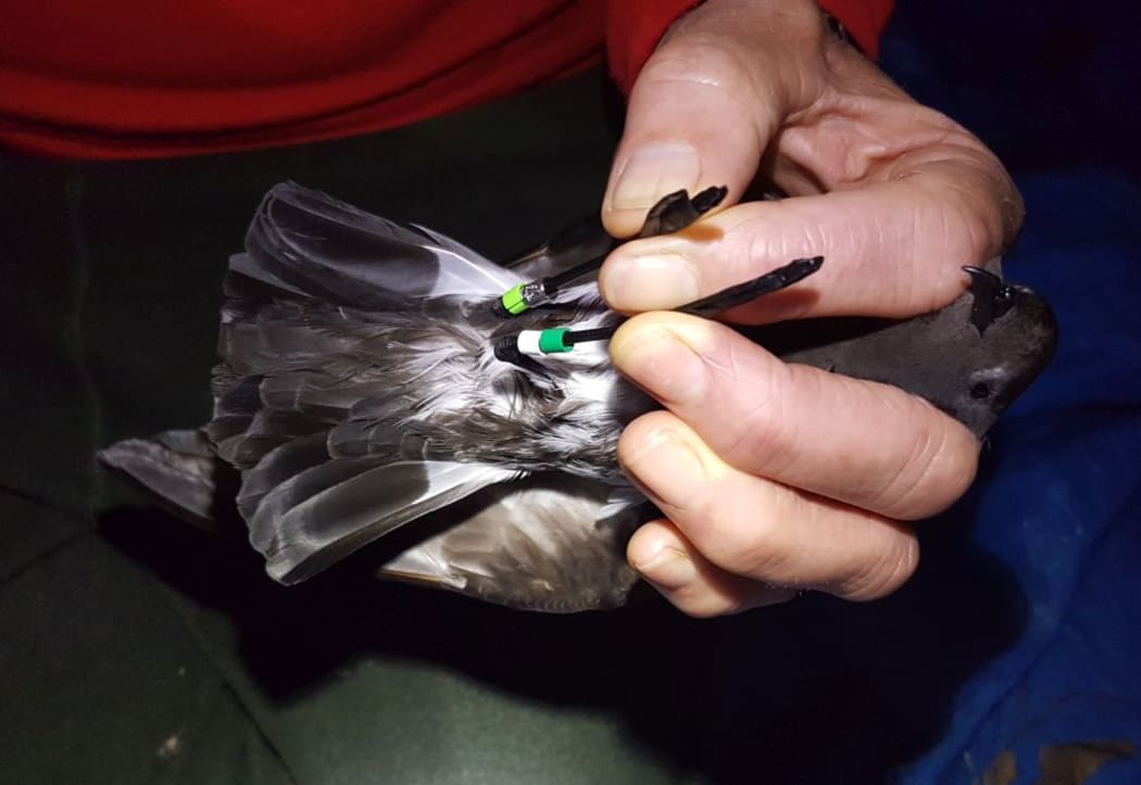 Coloured bands fitted to the long delicate legs of a New Zealand storm petrel.