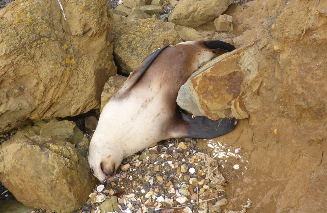 The sea lion found shot on Otago Peninsula at the weekend.