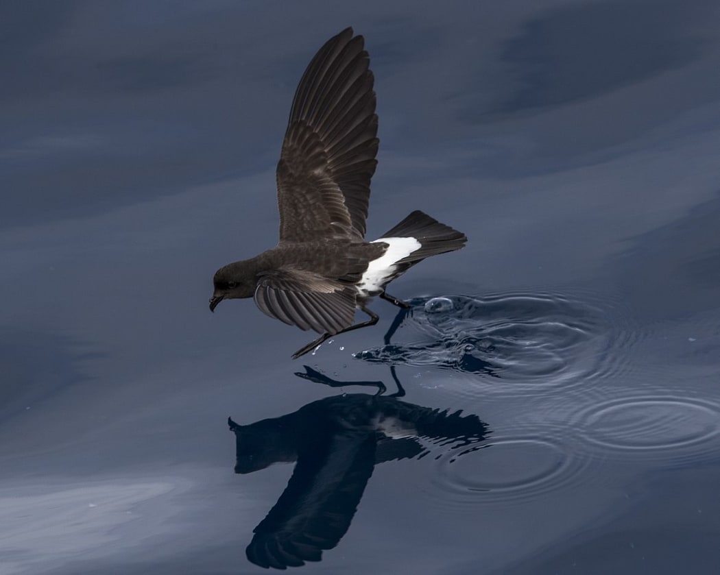 New Zealand storm petrel.