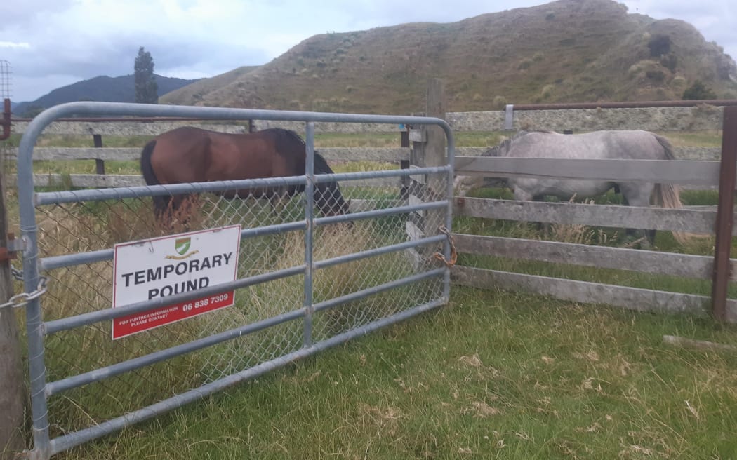 Wairoa District Council auctioned off nine horses in 2020, bringing in $450 that went towards offsetting the cost of impounding the animals.