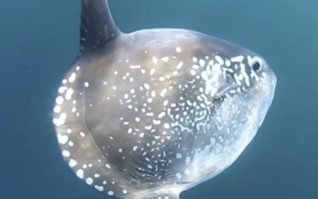 Hoodwinder sunfish - Mola tecta