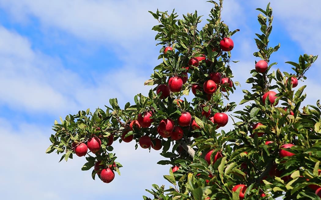 Envy apples from T&G Global