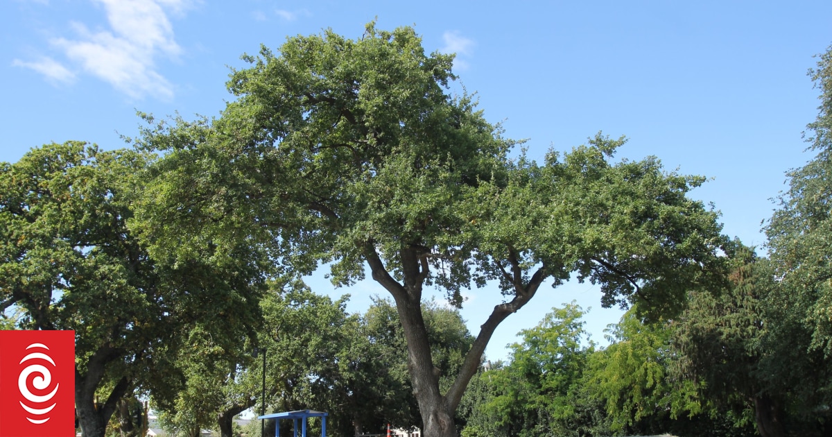 Century-old oak to be cut down - Vimarsana News