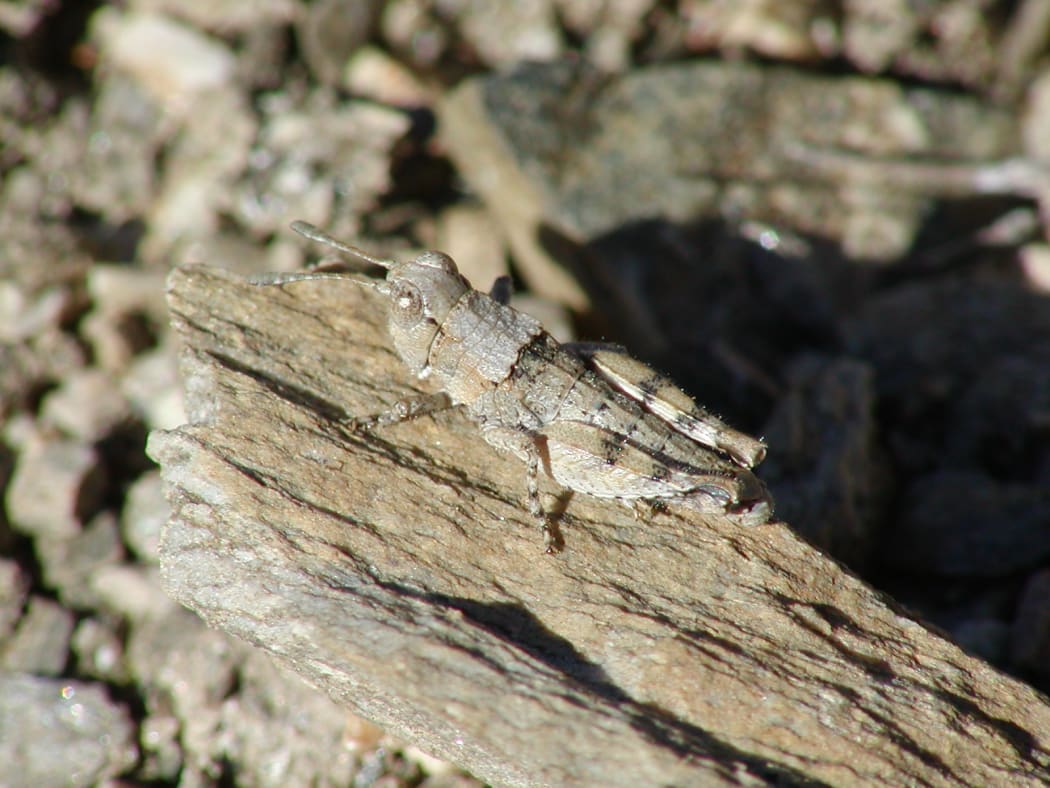 Sigaus Childi (grasshopper)