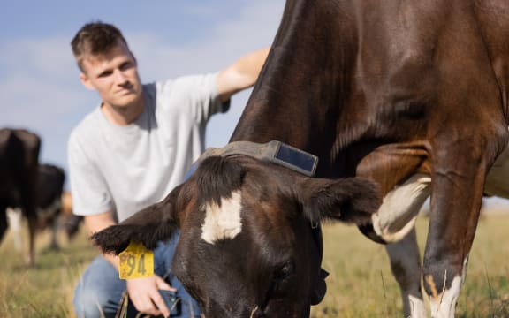 Craig Piggott and the 'smart cow' halter