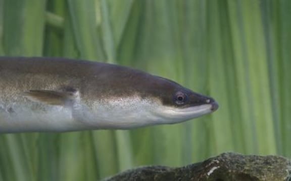 European eel