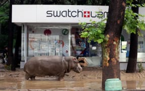 A hippopotamus walks along a flooded street in Tbilisi.