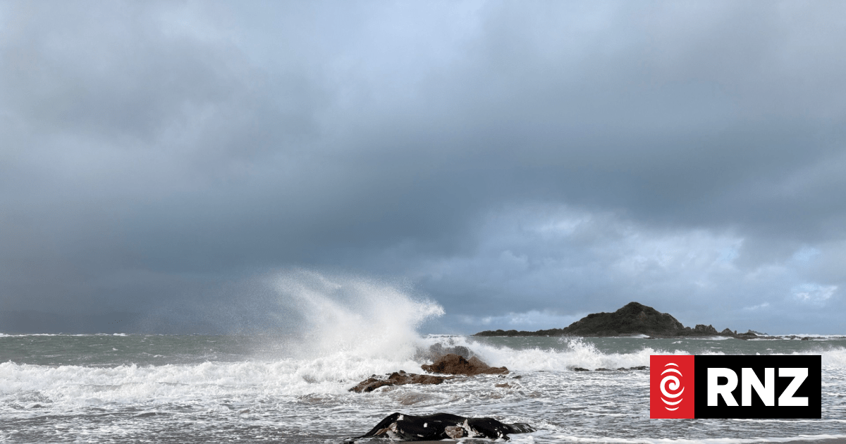 Dead cow washes up on Island Bay beach after storm