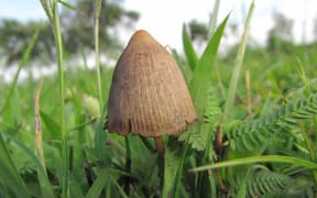 magic mushroom