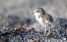 Dotterel breeding season is getting under way.