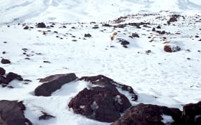 Mount Ruapehu