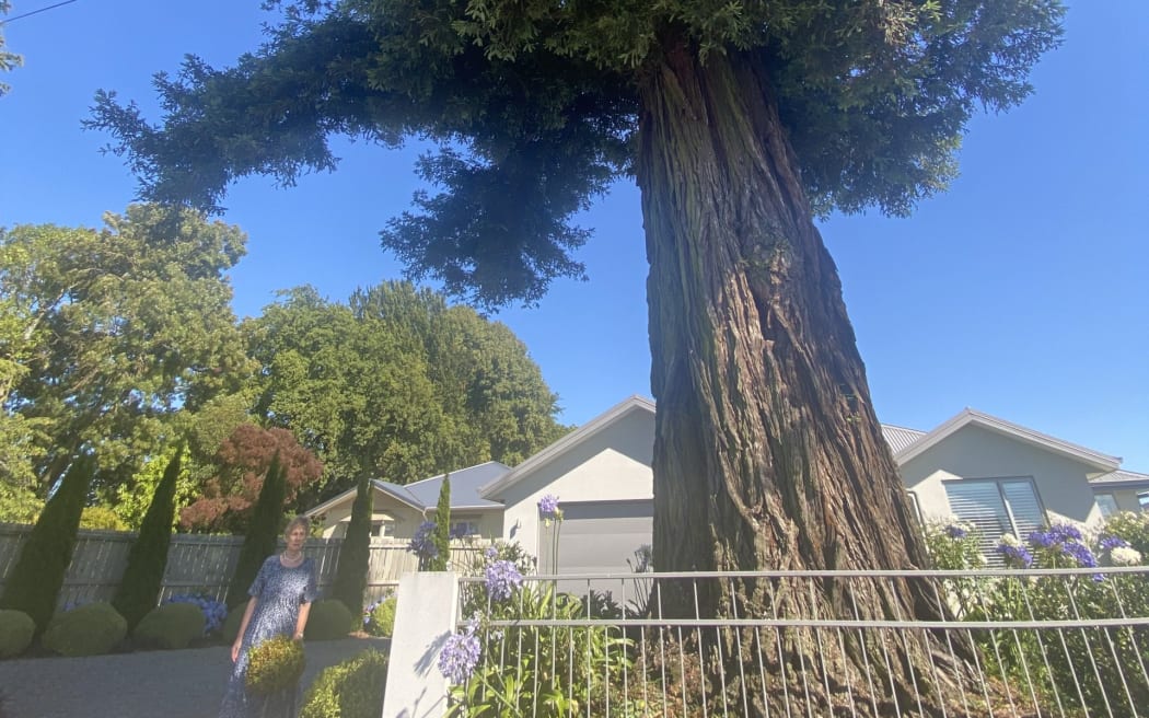 The California Redwood (sequoia sempervirens) was included as a heritage tree in the district plan for its location, rarity in the district, size, and age.