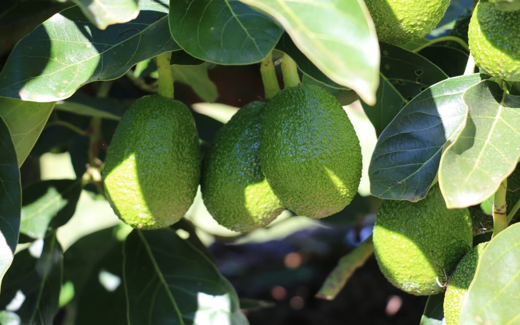Te Wepu Avocados