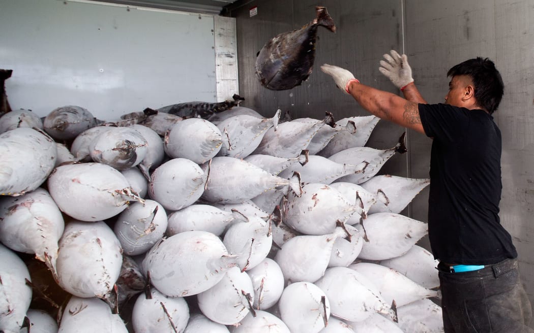 Cook Island workers handling a yellow fin tuna that was off-loaded from a fishing ship into a shipping container in Avarua on Rarotonga.